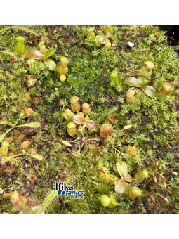 Nepenthes palawanensis LinLin x macrophylla T1 (gxEB24)
