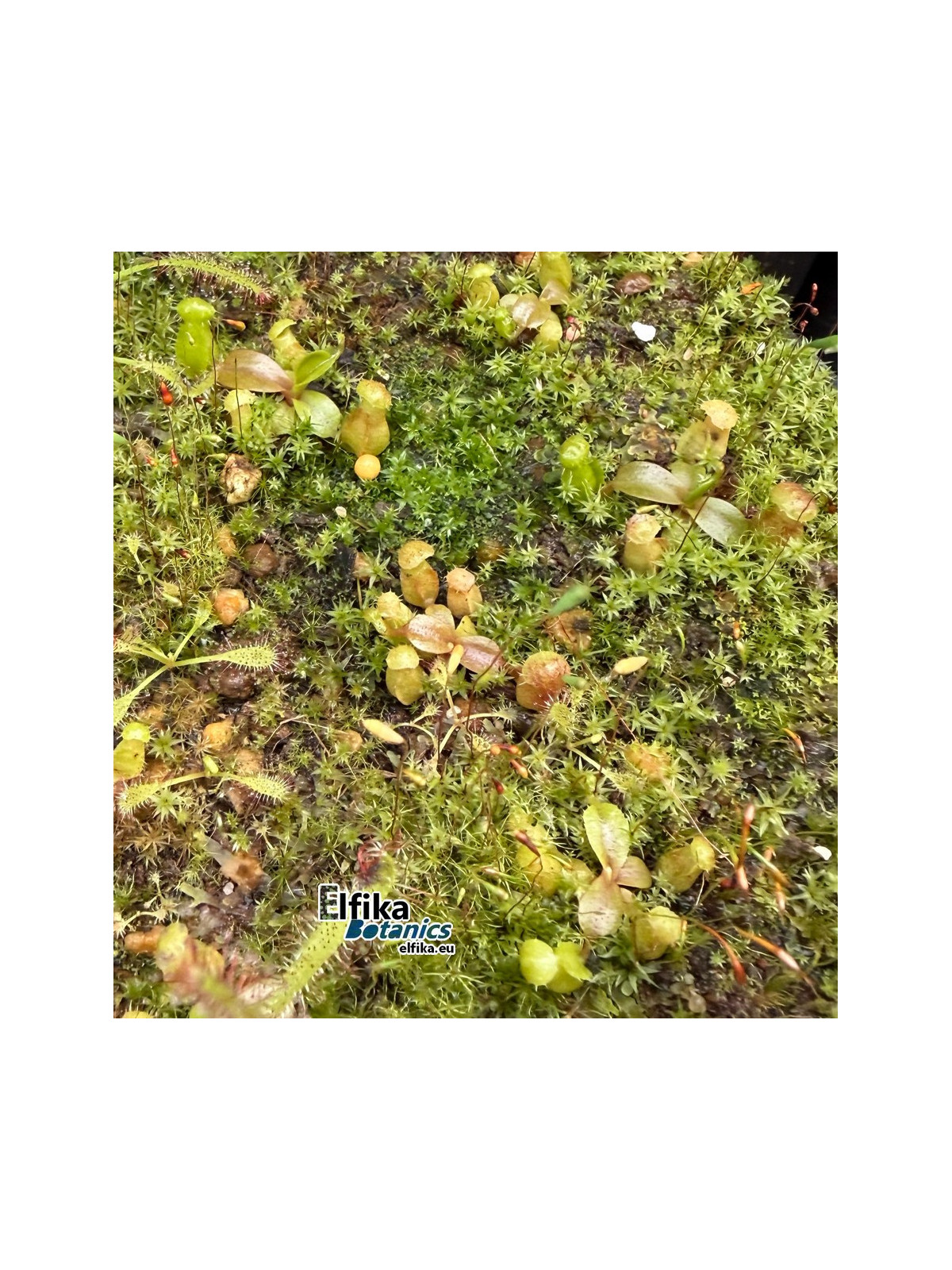 Nepenthes palawanensis LinLin x macrophylla T1 (gxEB24)