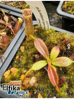 Nepenthes mollis x burbidgeae Pig Hill (gxEB23)
