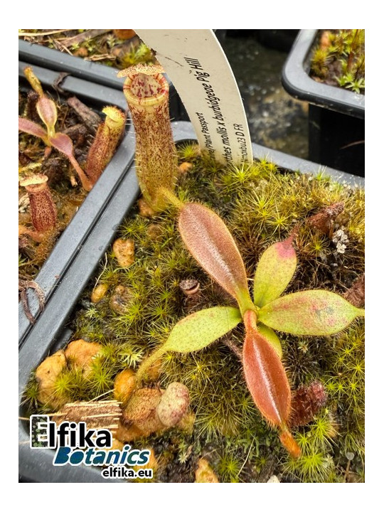 Nepenthes mollis x burbidgeae Pig Hill (gxEB23)