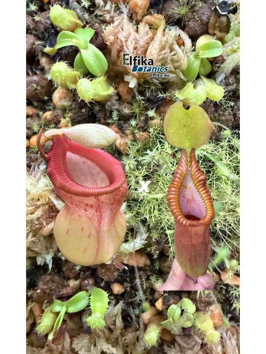 Nepenthes ventricosa x macrophylla T1 (gxEB24)