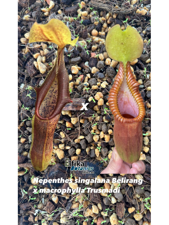 Nepenthes singalana Belirang x macrophylla T1 (gxEB24)