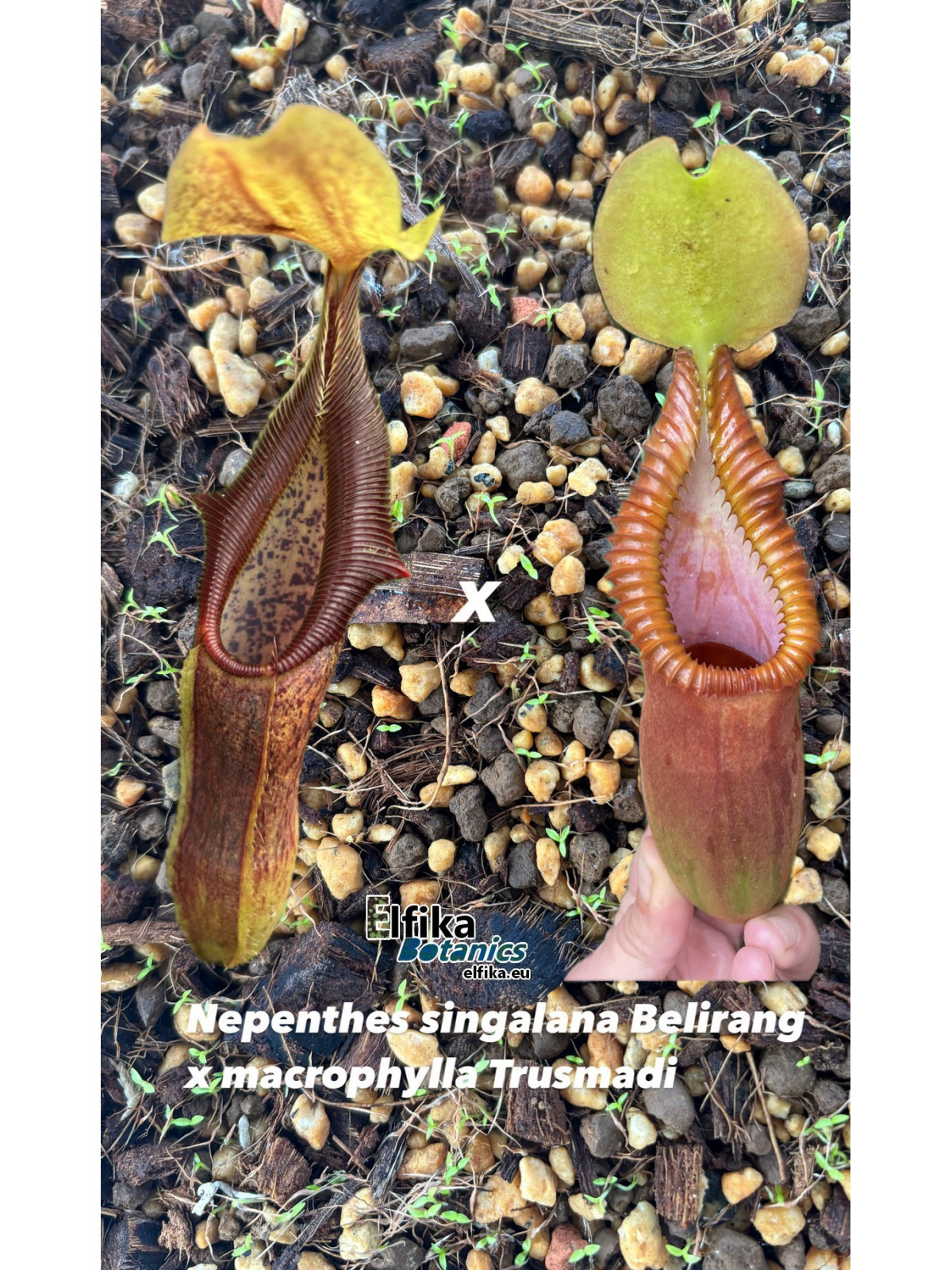 Nepenthes singalana Belirang x macrophylla T1 (gxEB24)