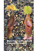 Nepenthes singalana Belirang x macrophylla T1 (gxEB24)