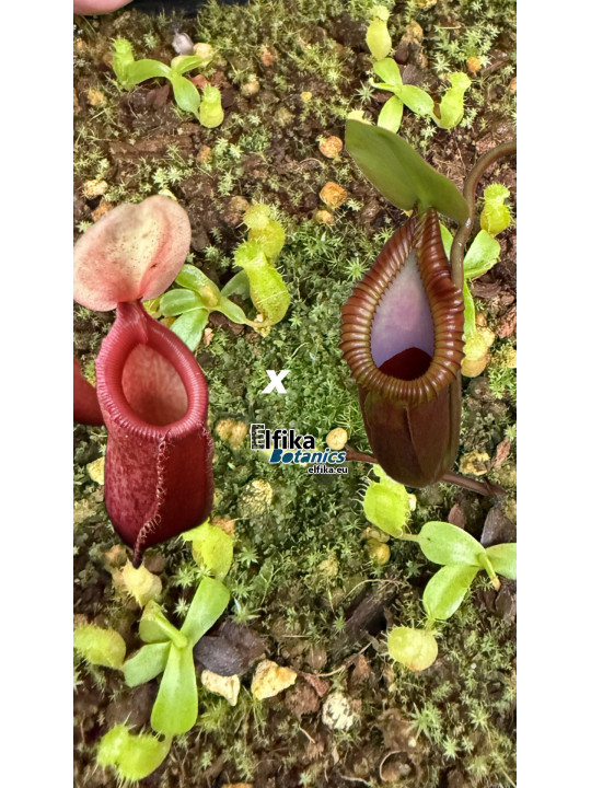 Nepenthes sp. tenuidon x macrophylla T1 (gxEB24)