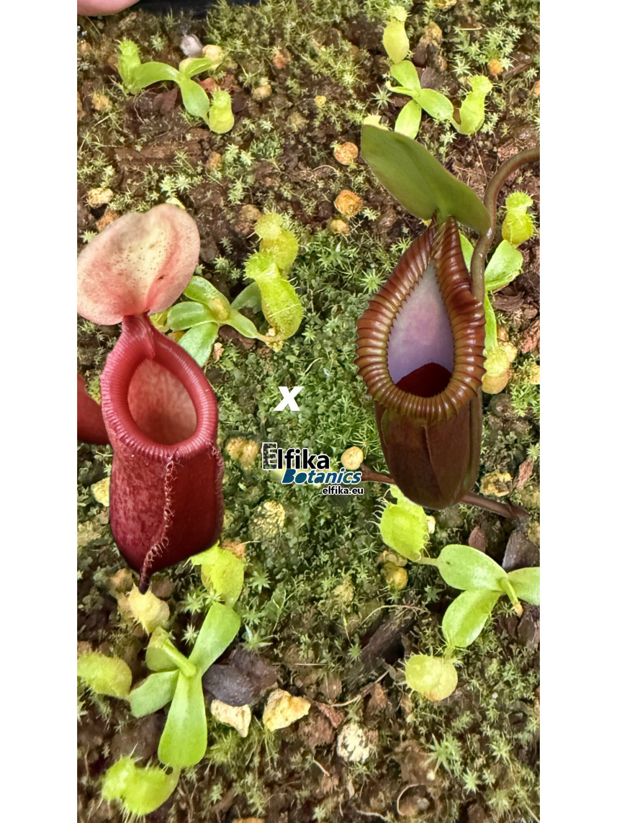 Nepenthes sp. tenuidon x macrophylla T1 (gxEB24)