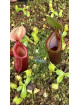 Nepenthes sp. tenuidon x macrophylla T1 (gxEB24)