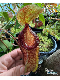 Nepenthes sibuyanensis x hamata (male)