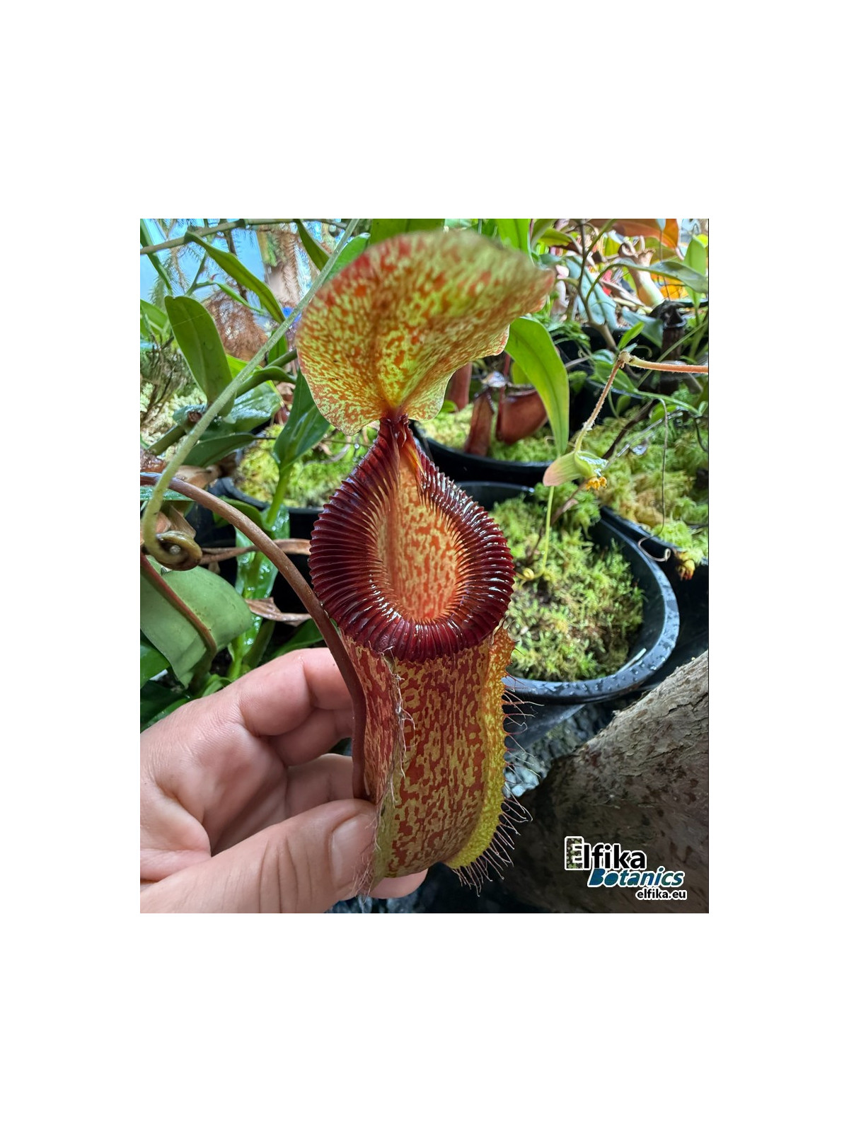 Nepenthes sibuyanensis x hamata (male)