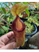 Nepenthes sibuyanensis x hamata (male)