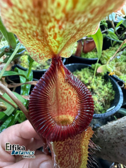 Nepenthes sibuyanensis x hamata (male)