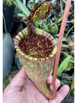 Nepenthes attenboroughii (BCP)