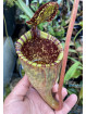 Nepenthes attenboroughii (BCP)