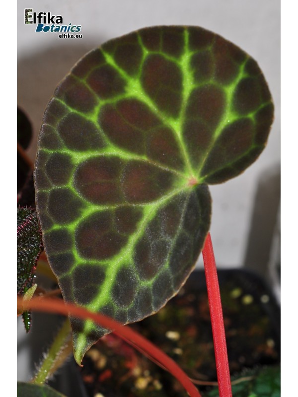 Begonia tanjiewhoei (sp. Trang/Turtle)