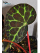 Begonia tanjiewhoei (sp. Trang/Turtle)