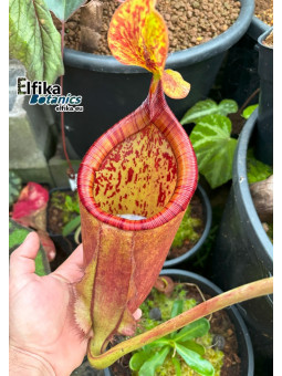 Nepenthes palawanensis 'Shrek' (fem.)