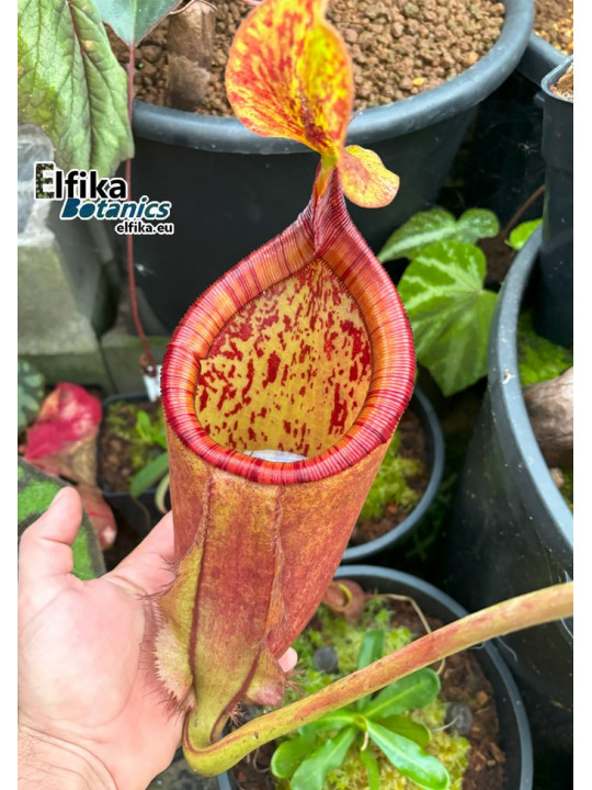 Nepenthes palawanensis 'Shrek' (fem.)
