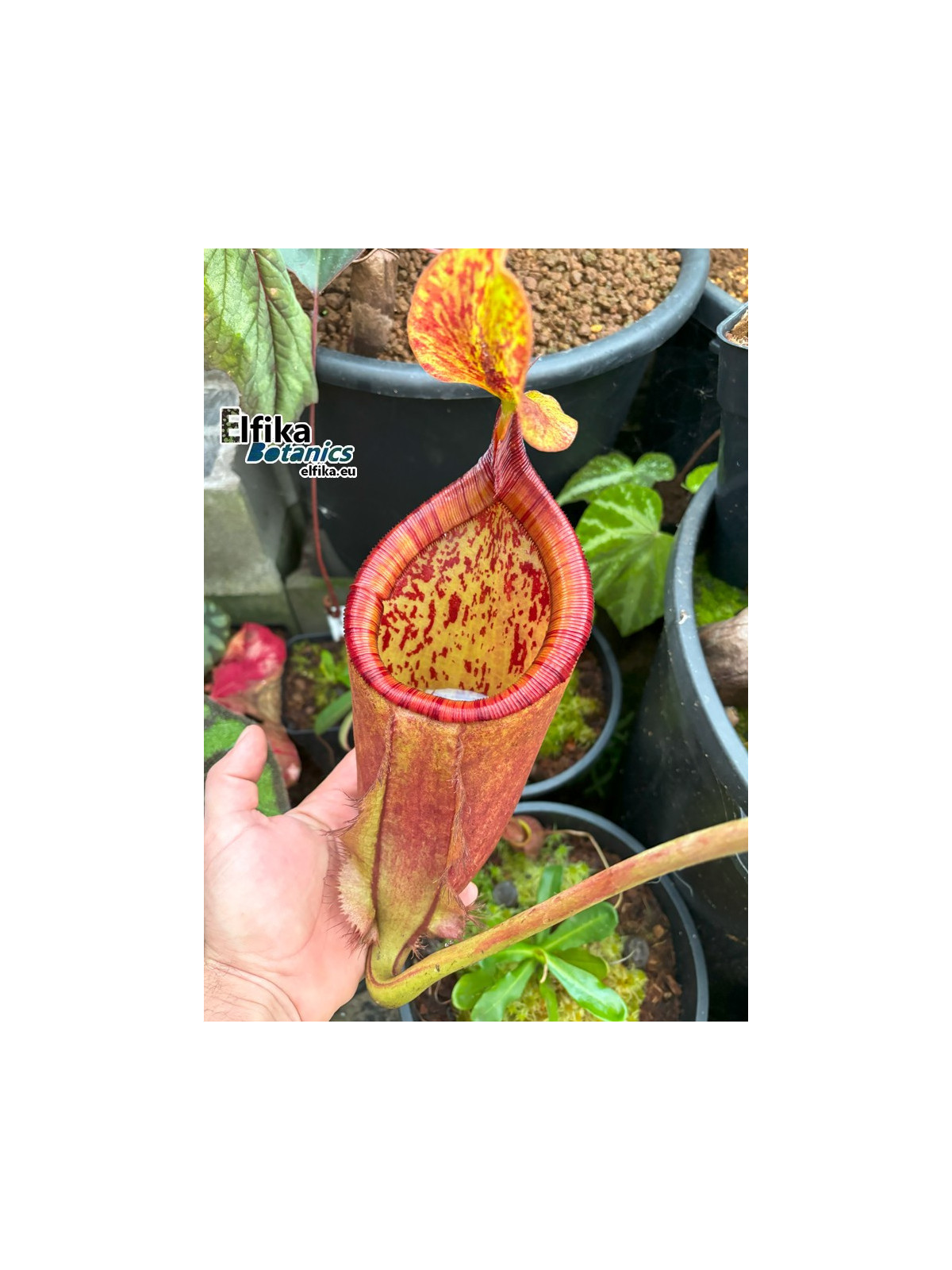 Nepenthes palawanensis 'Shrek' (fem.)