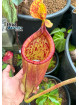 Nepenthes palawanensis 'Shrek' (fem.)