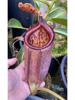 Nepenthes palawanensis 'Shrek' (fem.)