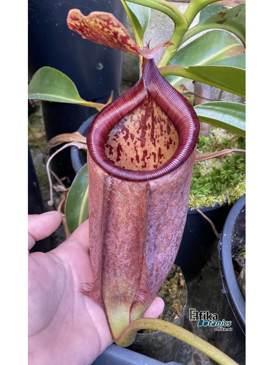 Nepenthes palawanensis 'Shrek' (fem.)