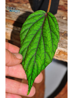 Begonia abdullahpieei