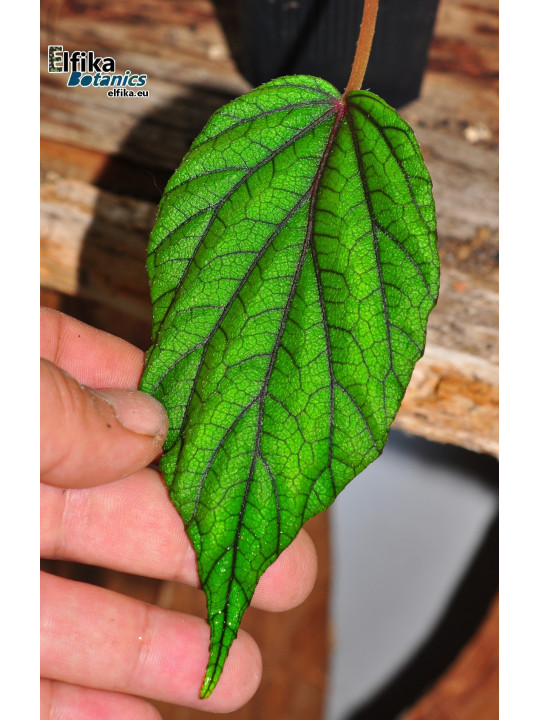 Begonia abdullahpieei