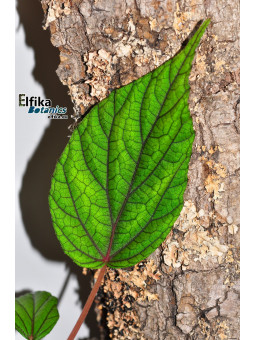 Begonia abdullahpieei