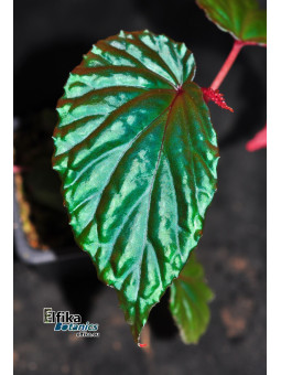Begonia kapuashuluensis x daunhitam (gxEB24)