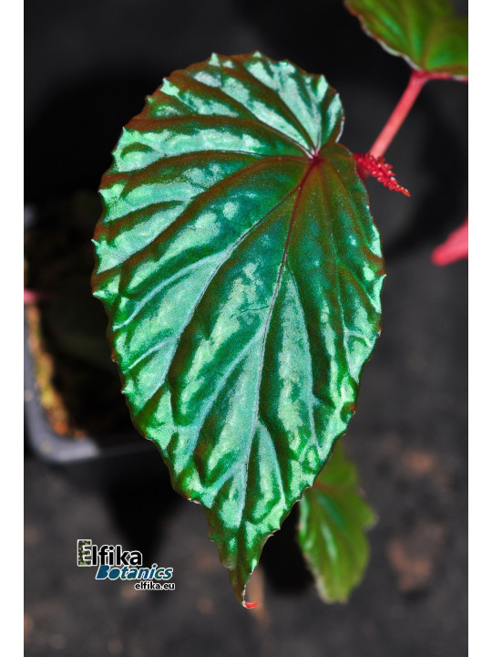 Begonia kapuashuluensis x daunhitam (gxEB24)