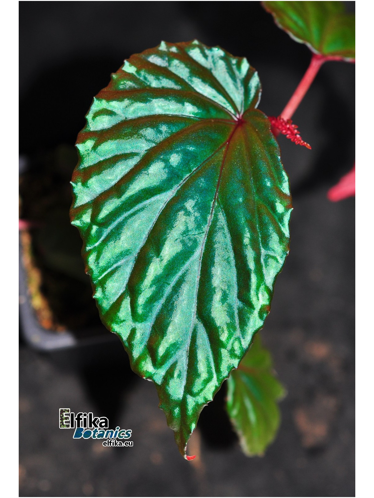 Begonia kapuashuluensis x daunhitam (gxEB24)