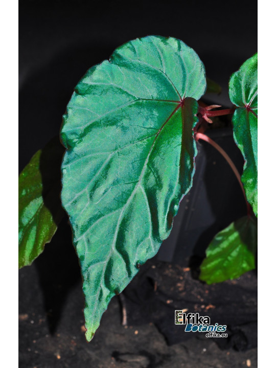 Begonia kapuashuluensis x daunhitam (gxEB24)