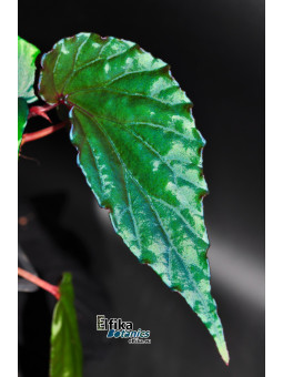 Begonia kapuashuluensis x daunhitam (gxEB24)