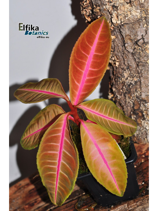 Emblemantha urnulata Dark Green Pink Veins