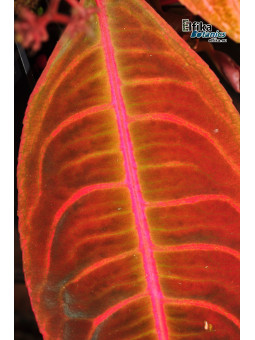 Emblemantha urnulata Dark Green Pink Veins