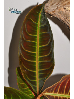 Emblemantha urnulata Dark Green Pink Veins