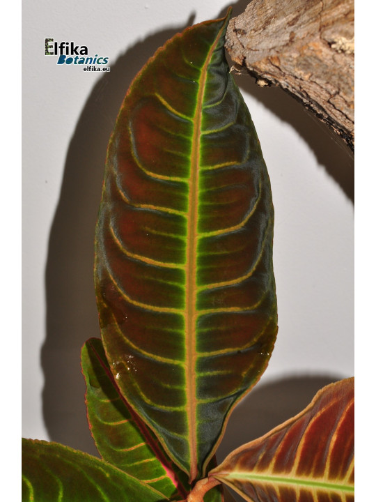 Emblemantha urnulata Dark Green Pink Veins