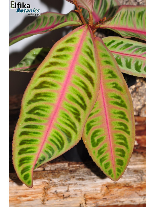 Emblemantha urnulata Ultra Pink