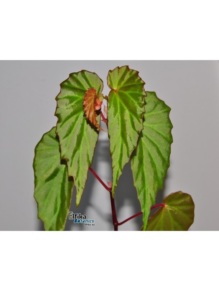 Begonia borneensis