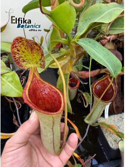 Nepenthes lowii x campanulata (cl.1, male)