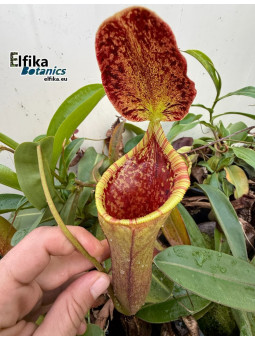 Nepenthes lowii x campanulata (cl.1, mâle)