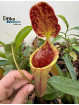 Nepenthes lowii x campanulata (cl.1, mâle)