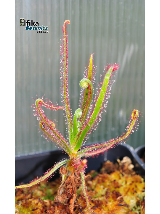 Drosera magnifica