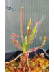 Drosera magnifica