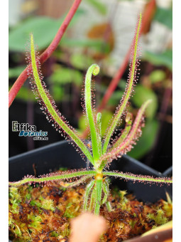 Drosera magnifica