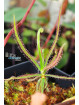 Drosera magnifica