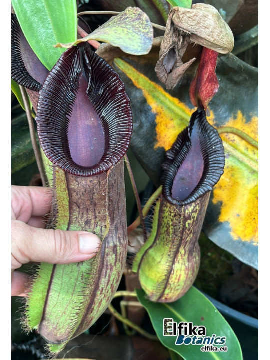 Nepenthes spathulata x hamata (female)