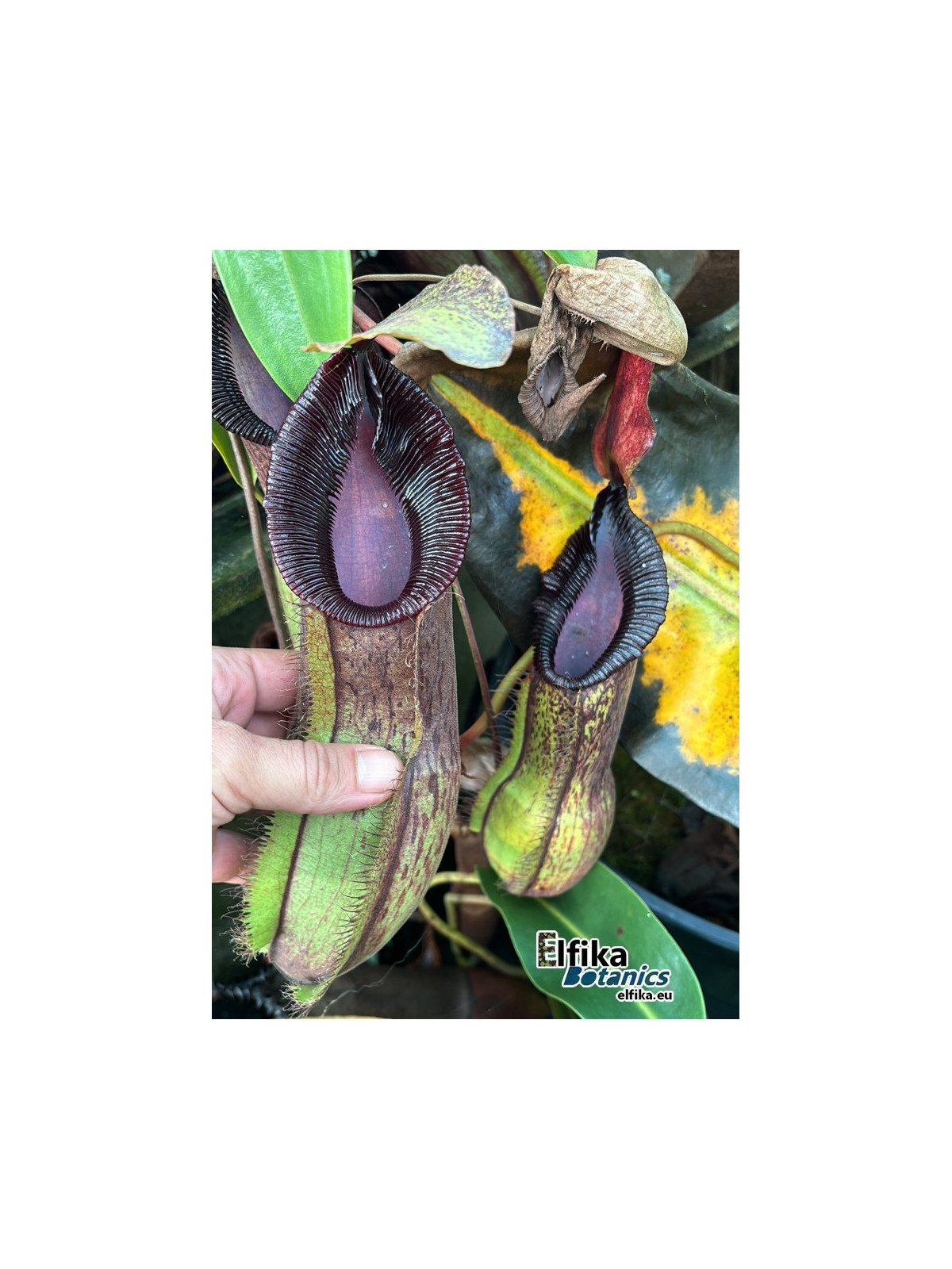 Nepenthes spathulata x hamata (femelle)