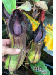 Nepenthes spathulata x hamata (female)