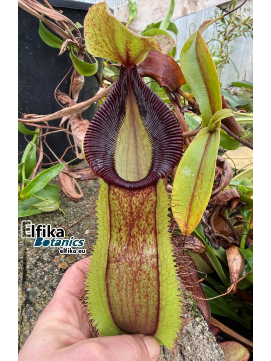 Nepenthes spathulata x hamata (female)